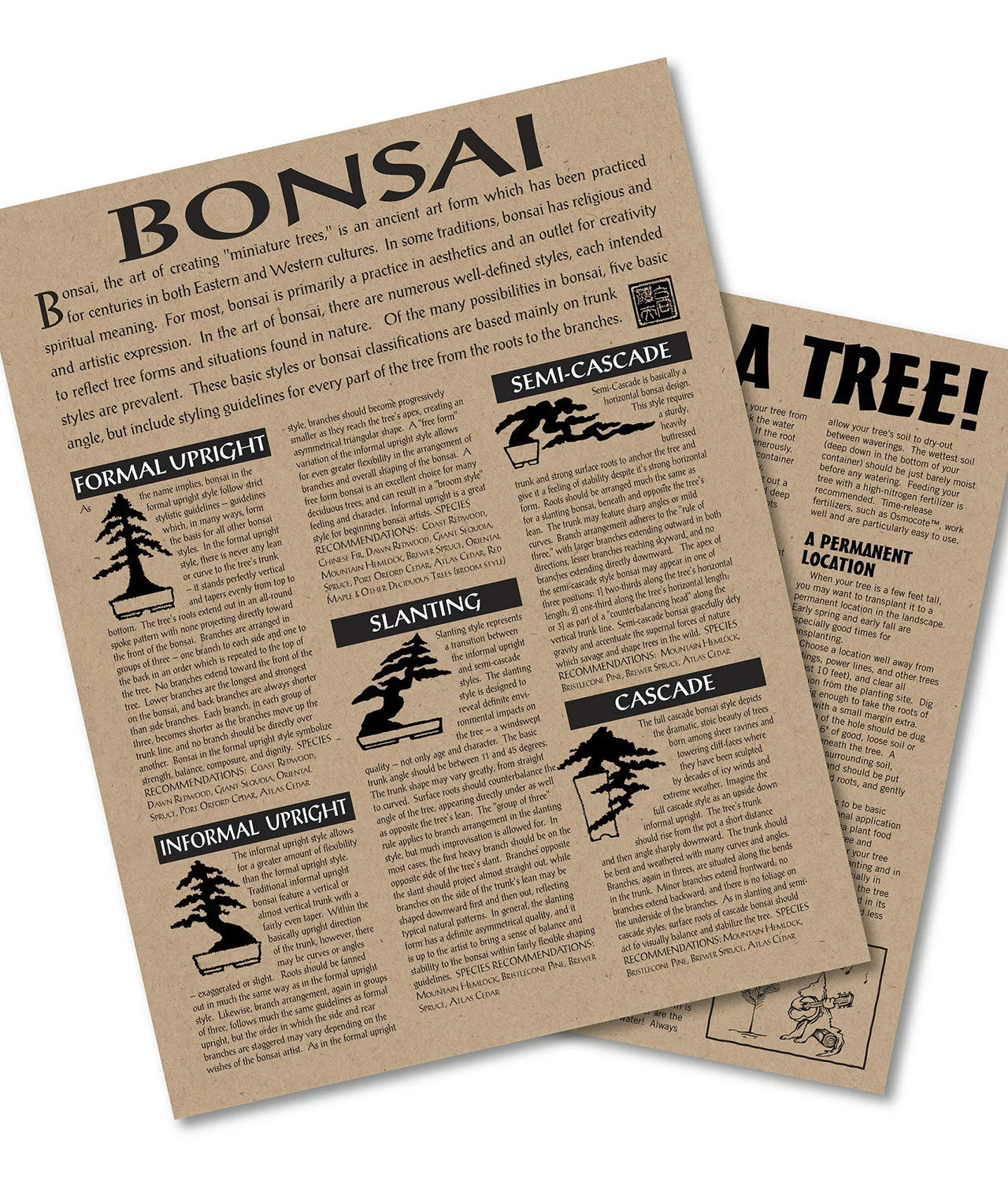 The Jonsteen Company Bonsai Tree Grow Kit