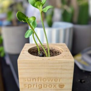 sunflower sprigbox - diy sunflower grow kit gift