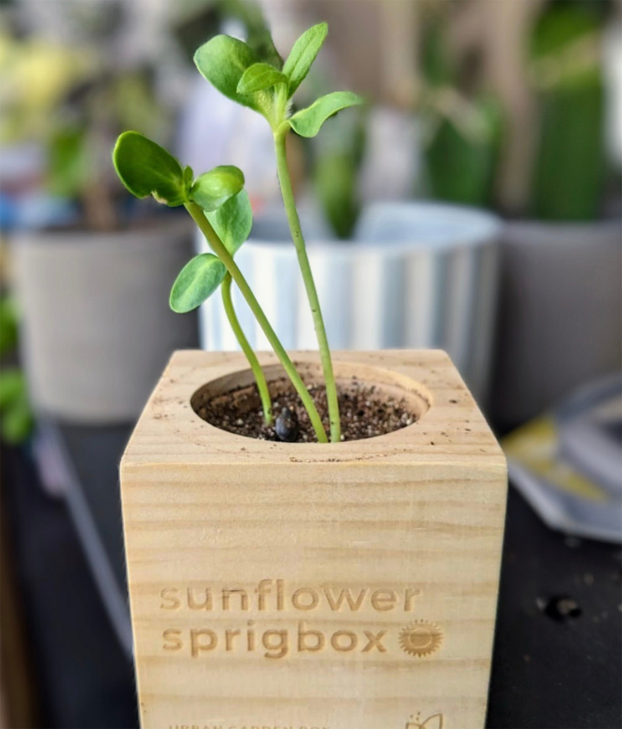 sunflower sprigbox - diy sunflower grow kit gift