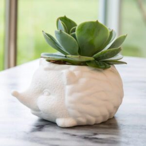 white ceramic hedgehog planter