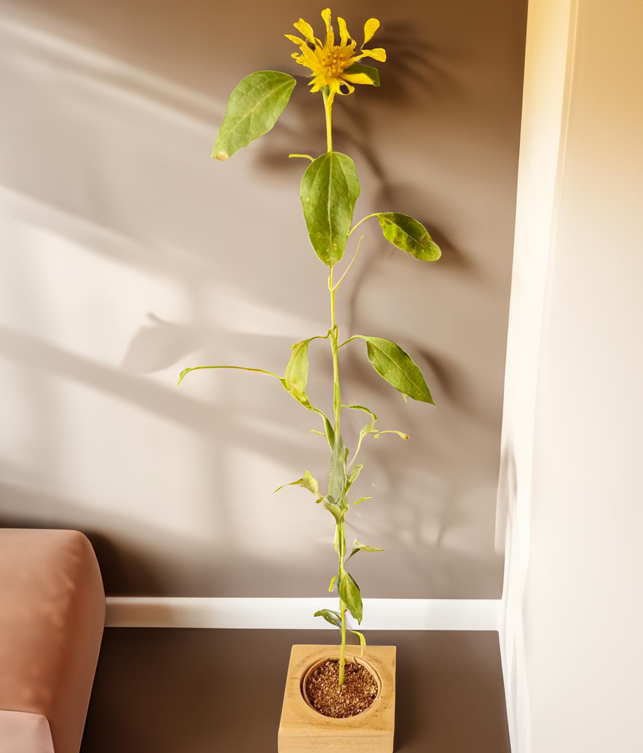 sunflower sprigbox - full grown